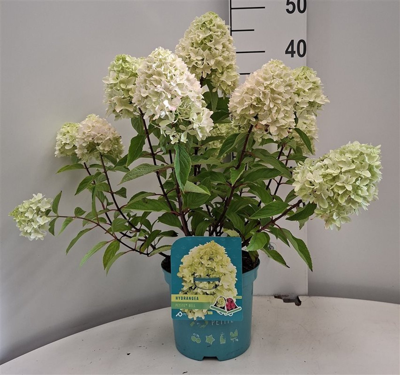 Hydrangea pan. Petite Bell - C3 30-40 CM